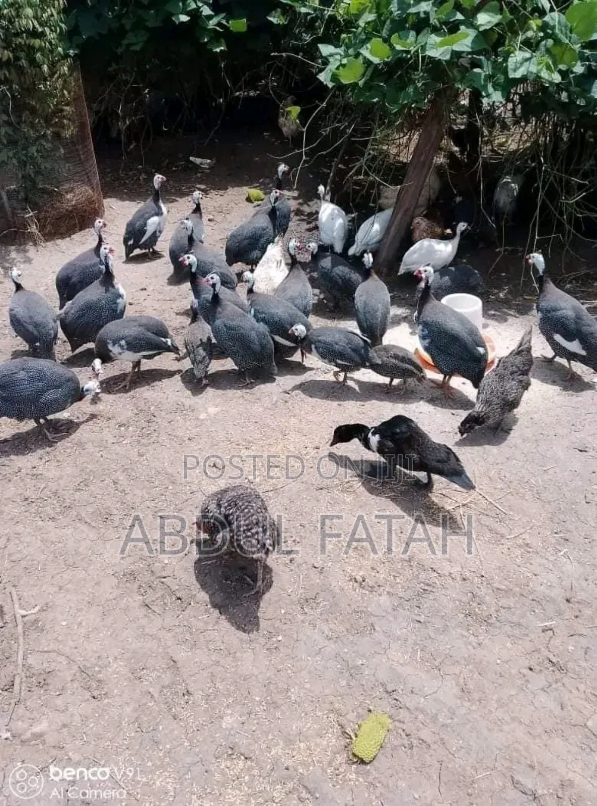 Selling Guinea Fowl