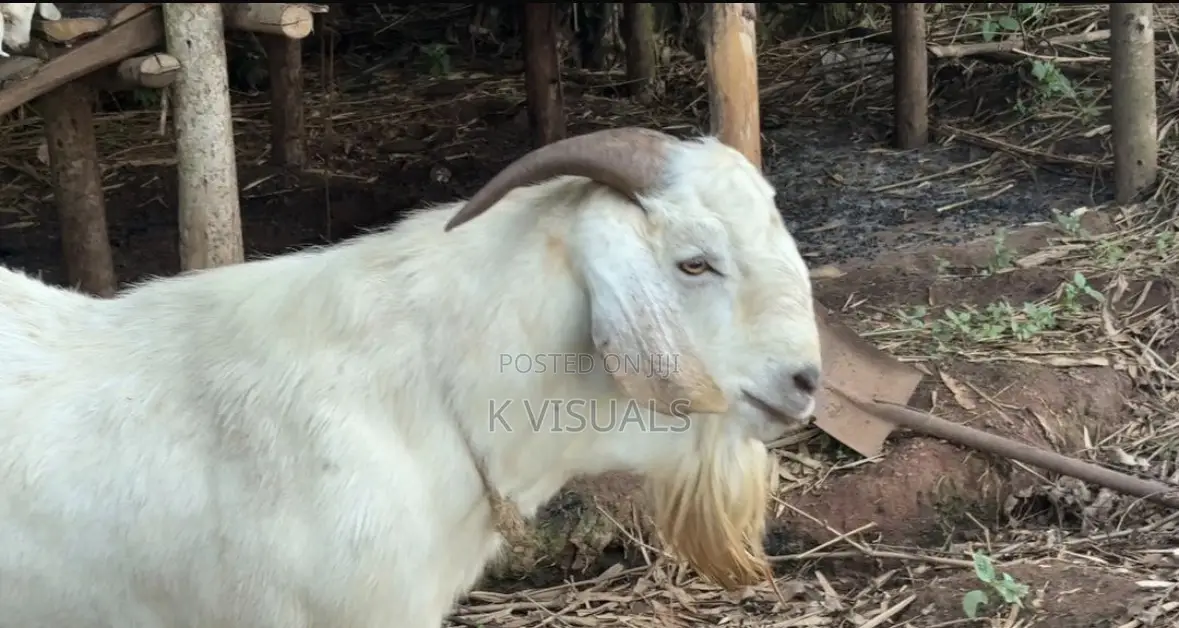 High Percentage Savannah Buck for Sale