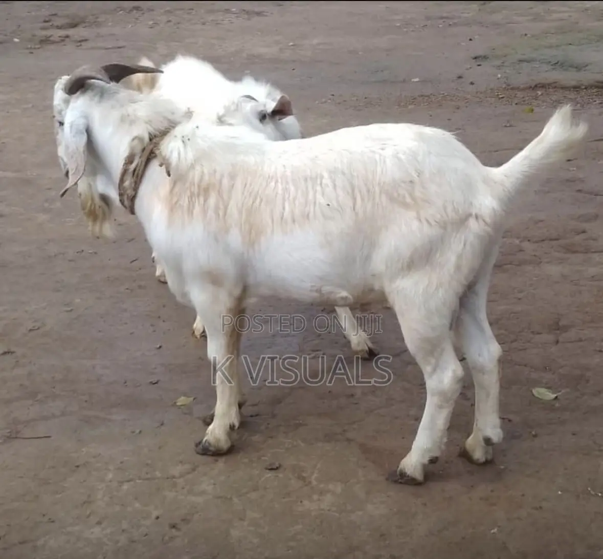 High Percentage Savannah Buck for Sale