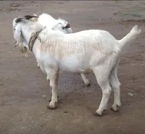 High Percentage Savannah Buck for Sale
