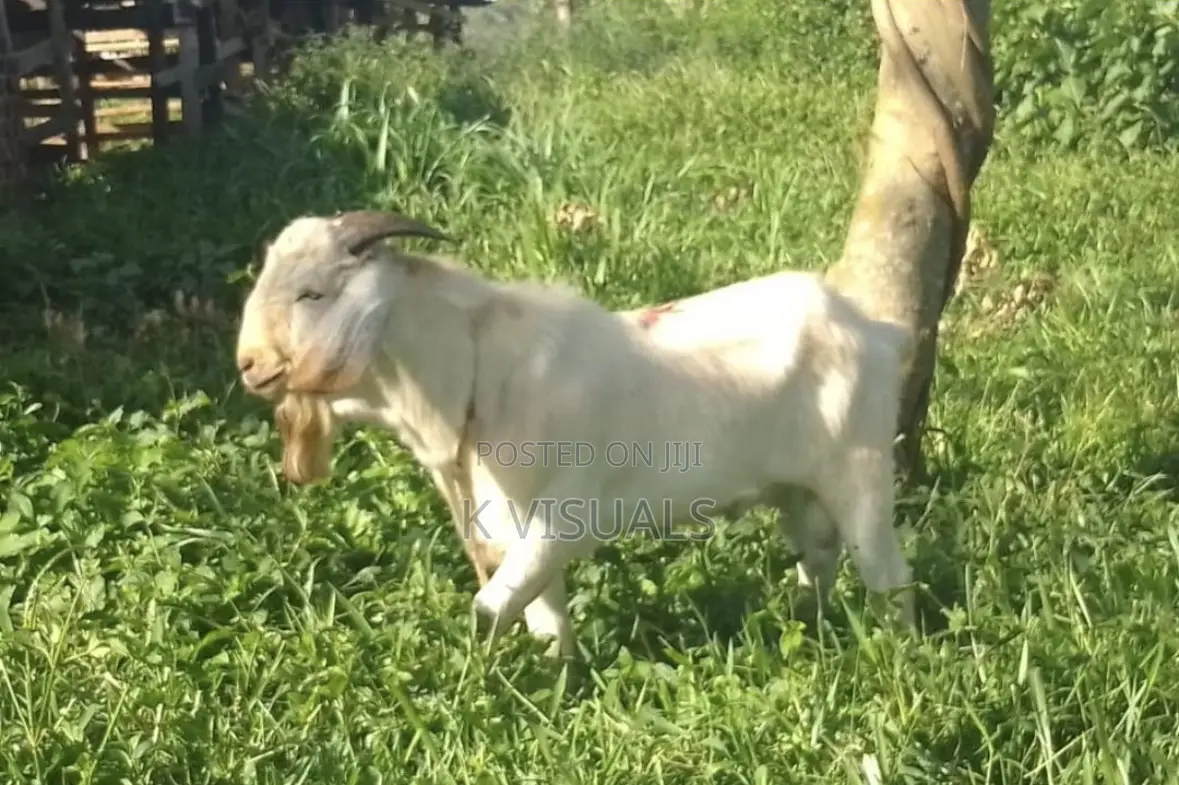 High Percentage Savannah Buck for Sale