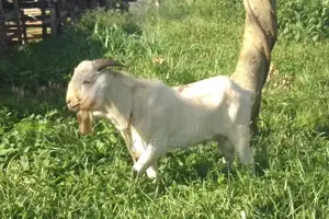 High Percentage Savannah Buck for Sale