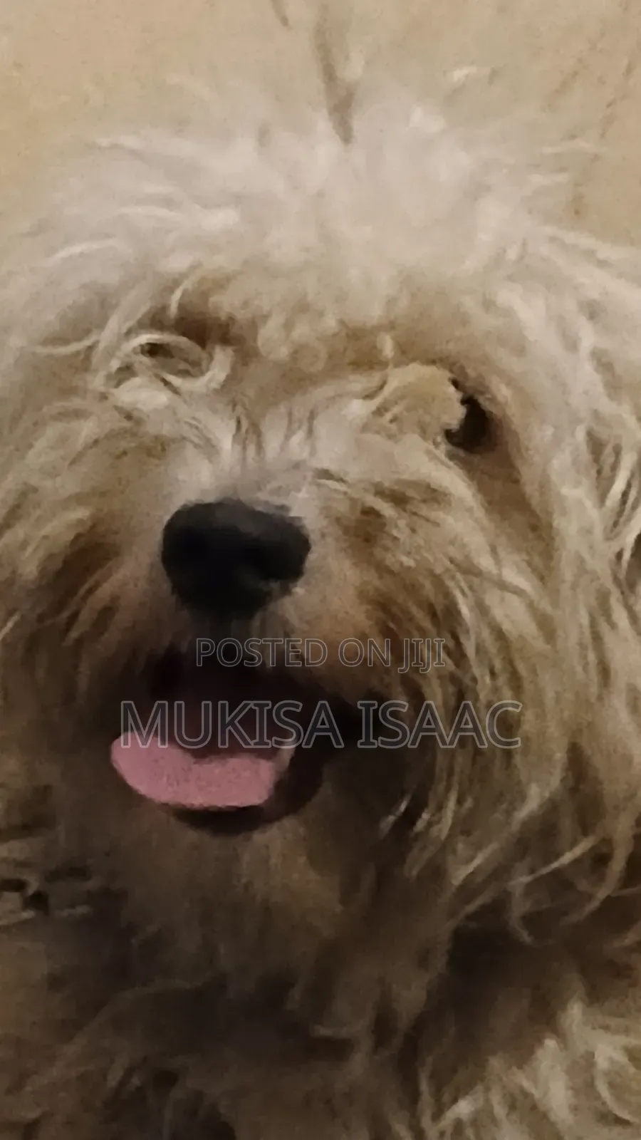 6-12 months Female Purebred Maltese