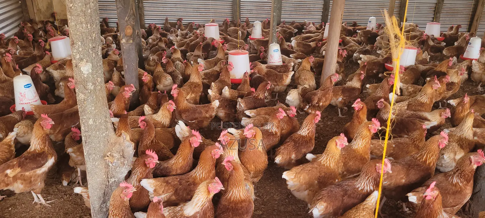 Crack the Test of Farm Fresh Eggs
