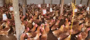 Crack the Test of Farm Fresh Eggs