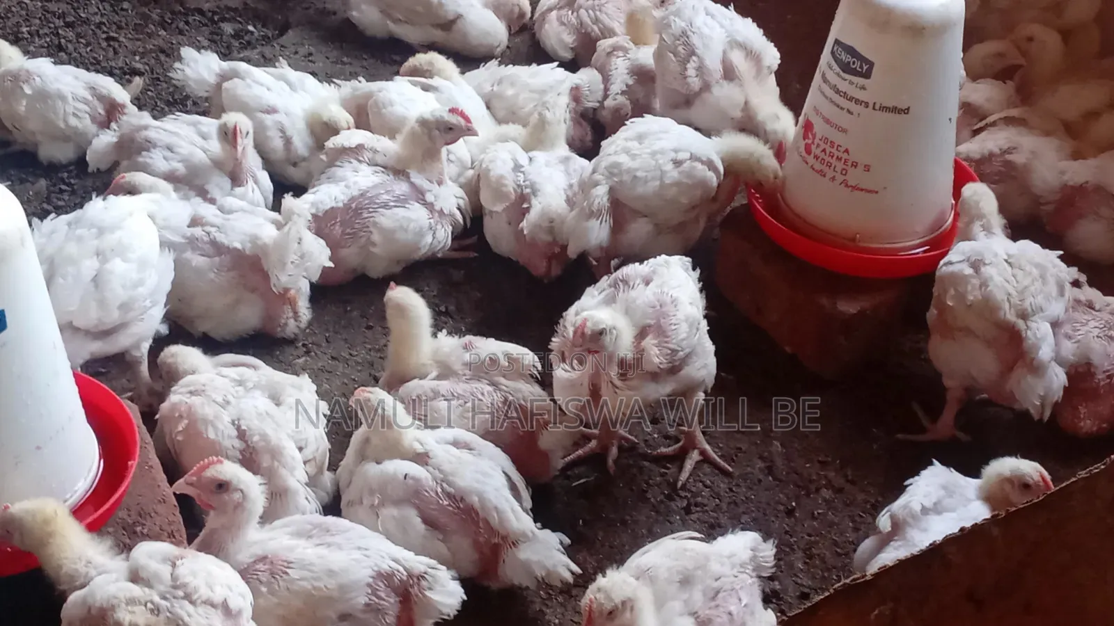 Well Vaccinated Broiler Chicken