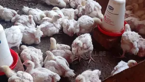 Well Vaccinated Broiler Chicken