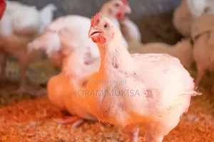(Broiler Chicken) Kawanga Poultry Farm