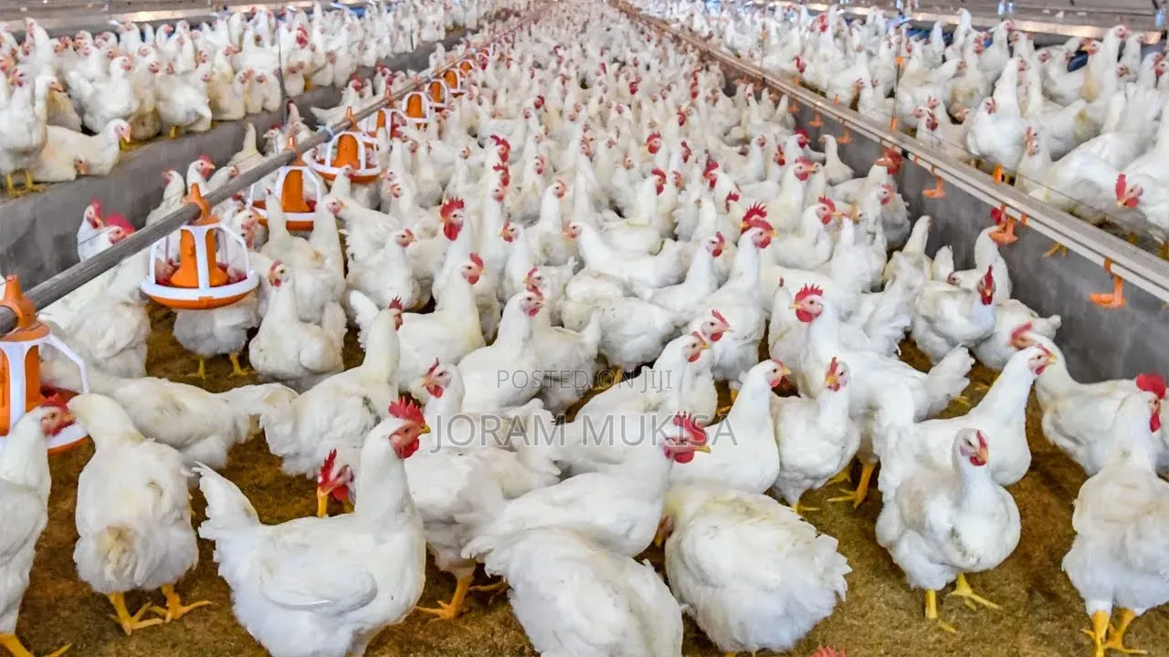 (Broiler Chicken) Kawanga Poultry Farm