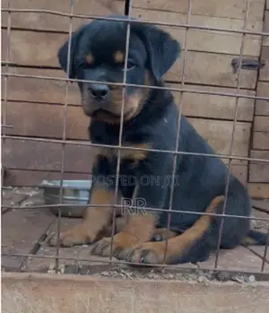3-6 months Male Purebred Rottweiler