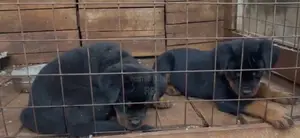 3-6 months Male Purebred Rottweiler