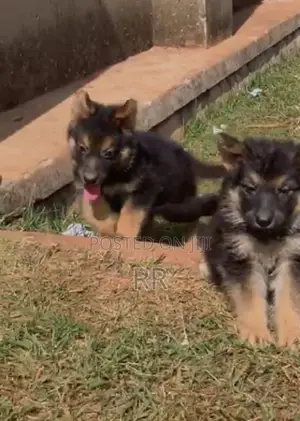 3-6 months Male Mixed Breed German Shepherd