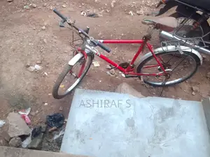 Adult Bicycle