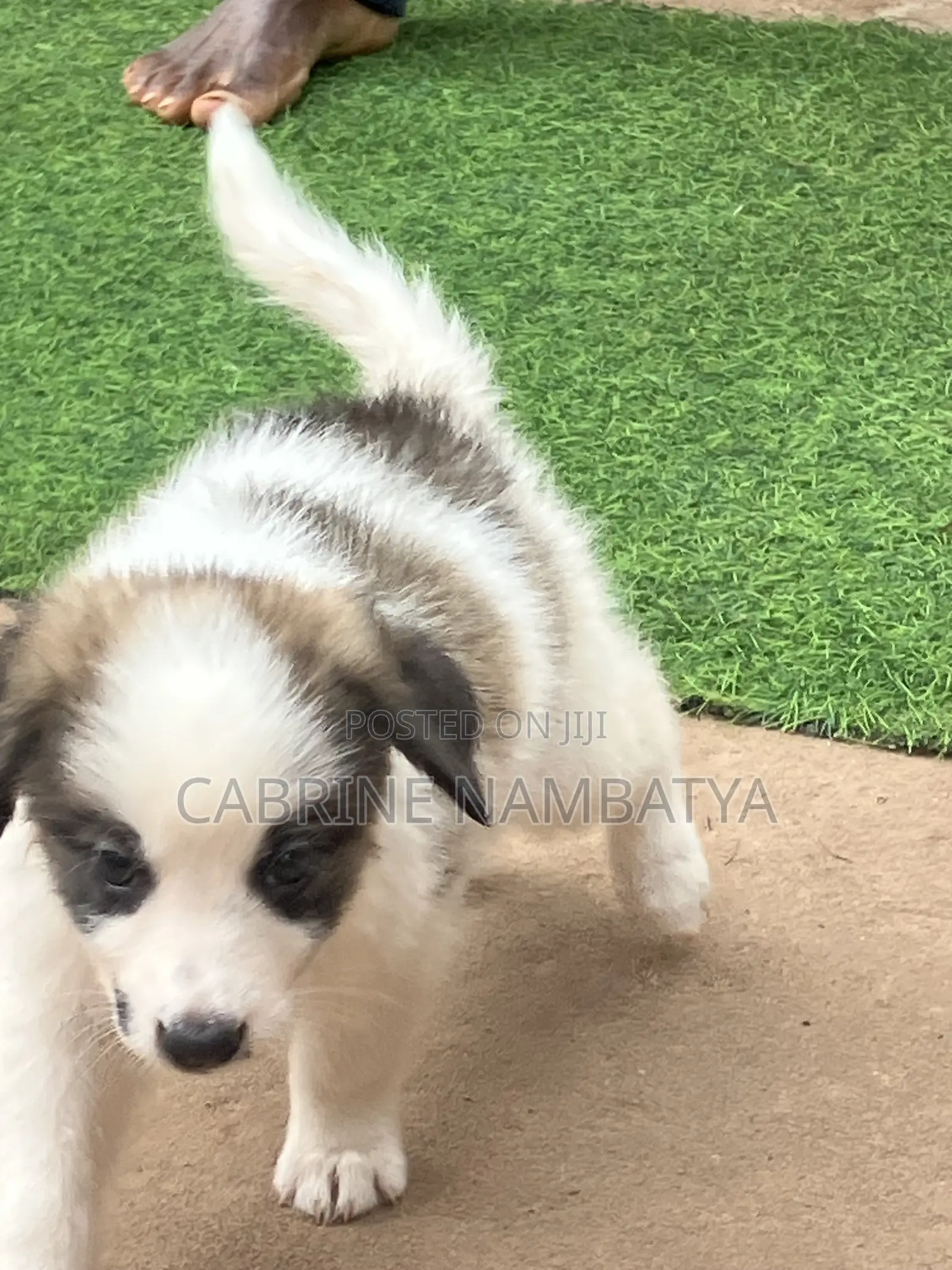 1-3 months Female Purebred Maltese