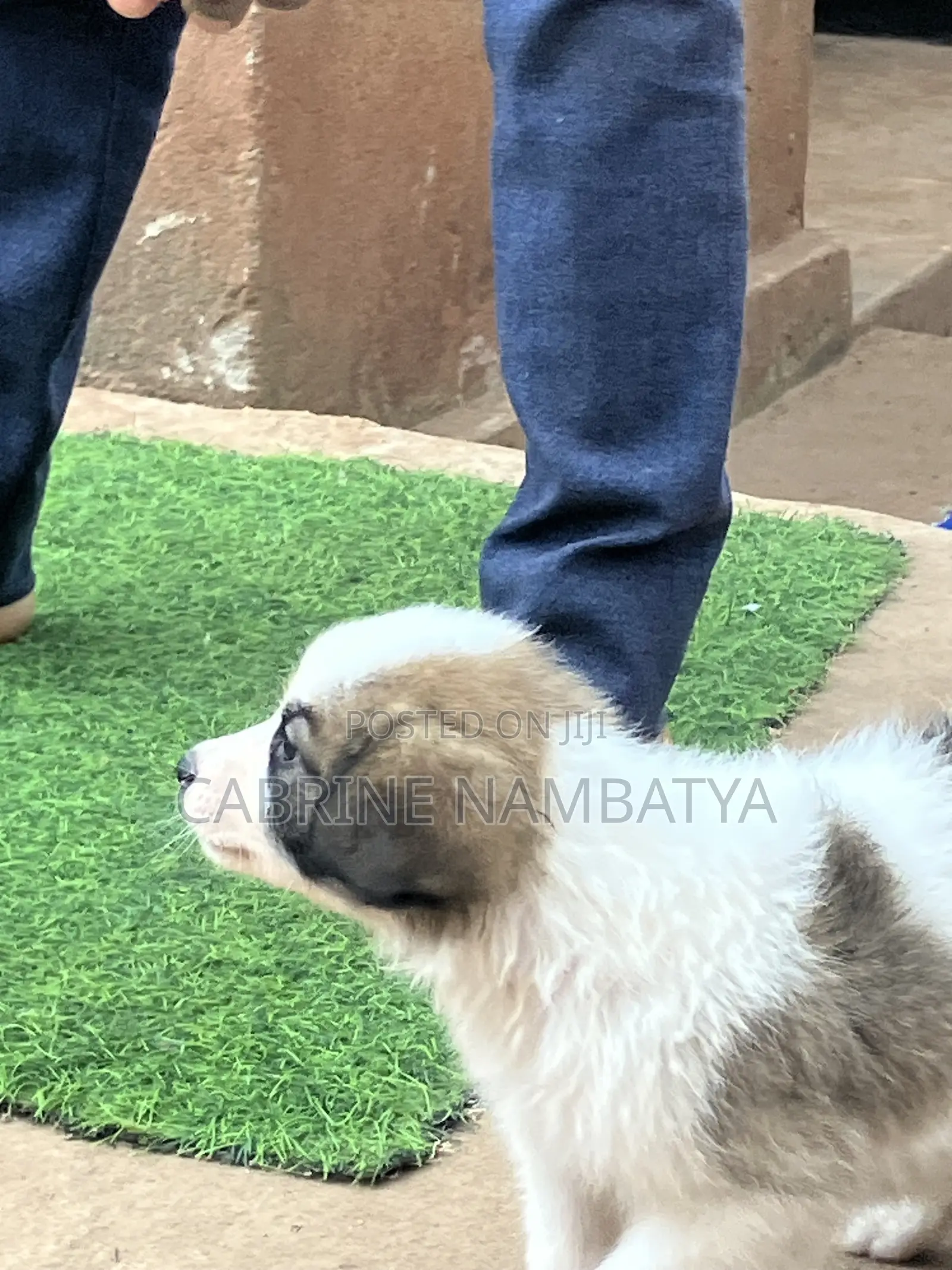 1-3 months Female Purebred Maltese