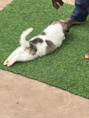 1-3 months Female Purebred Maltese