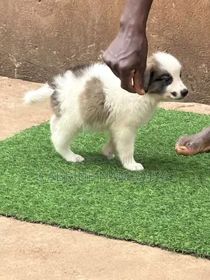 1-3 months Female Purebred Maltese