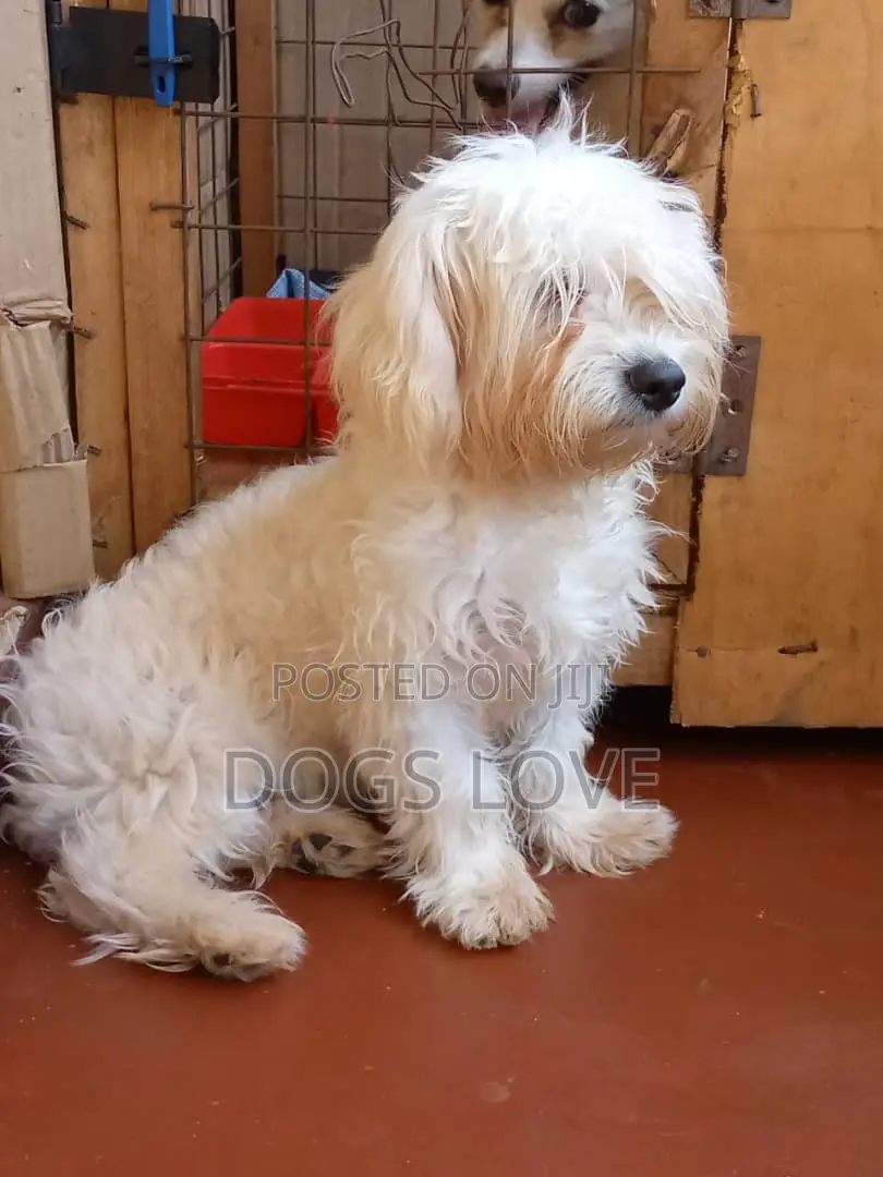 6-12 months Male Purebred Maltese