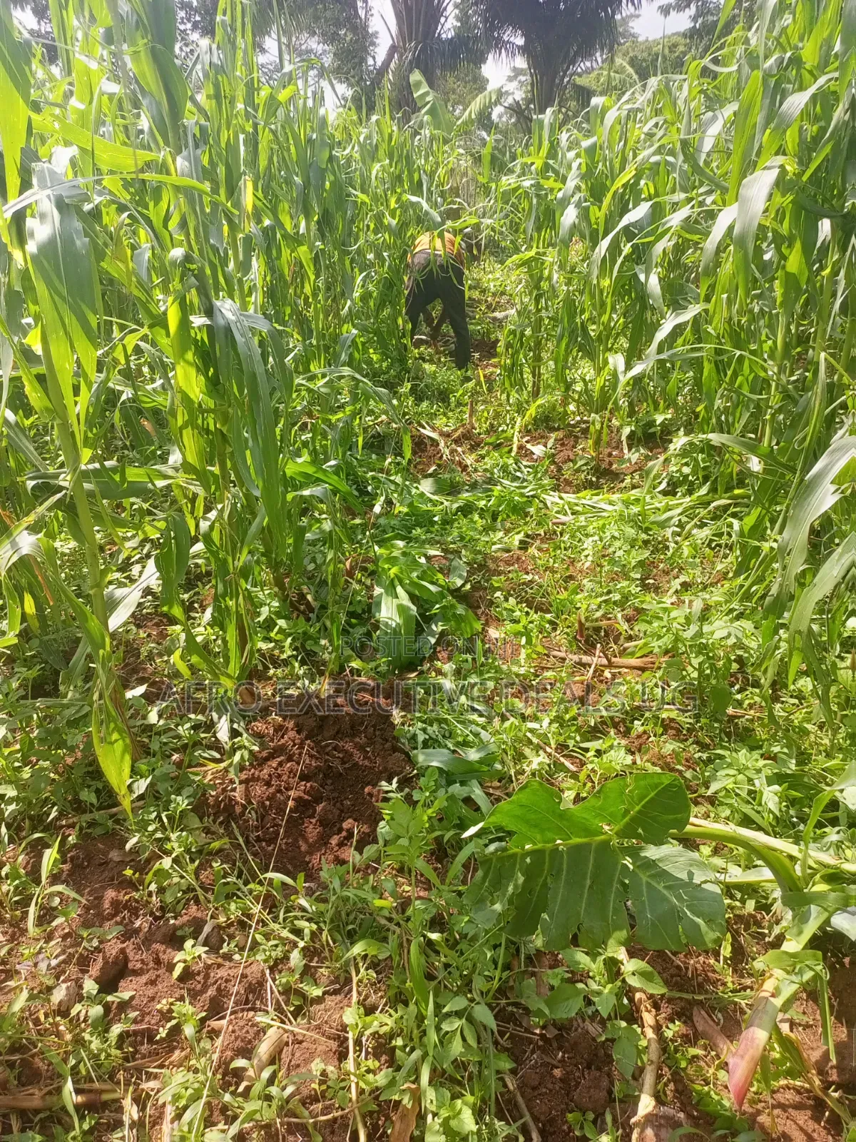 One and a Half Acres on Sale at Kasanje
