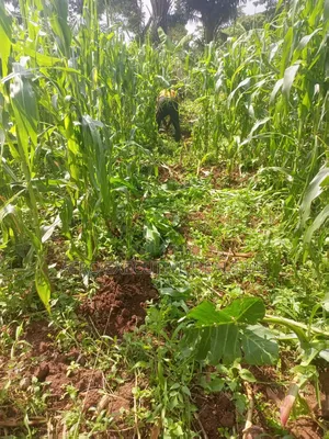 One and a Half Acres on Sale at Kasanje