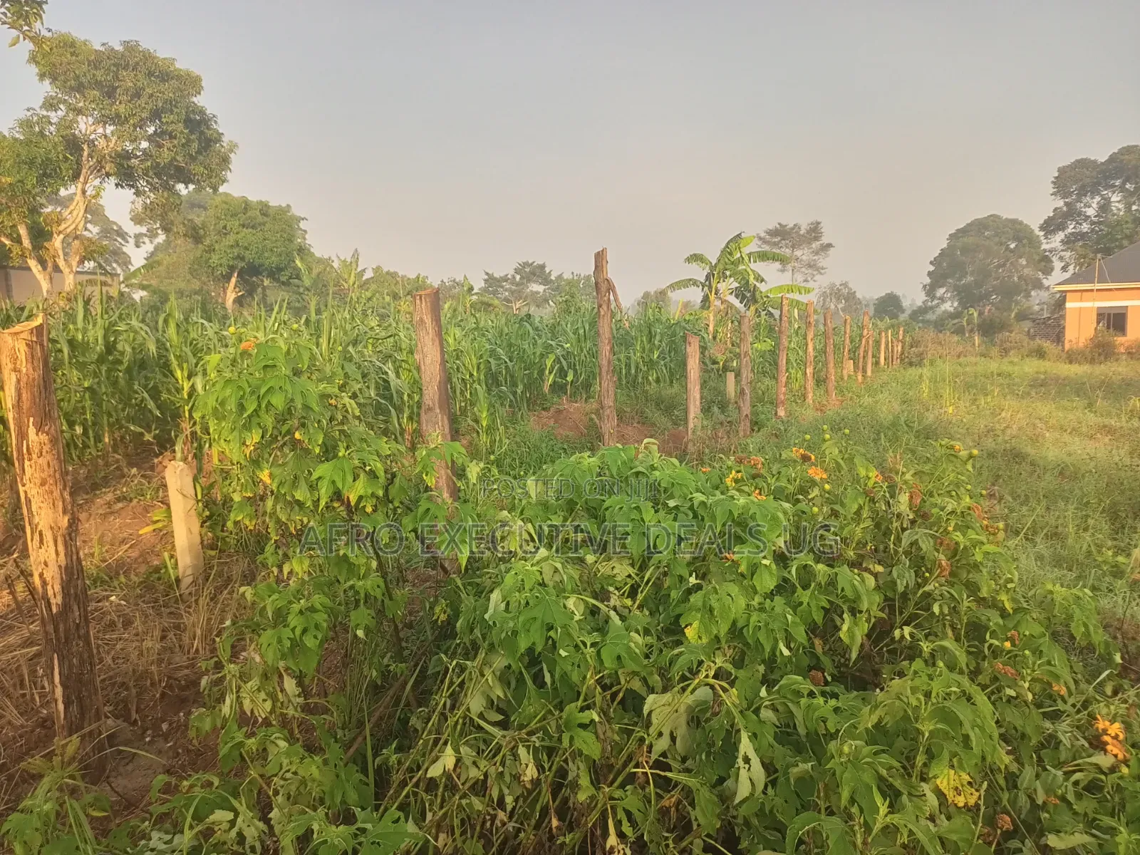 One and a Half Acres on Sale at Kasanje