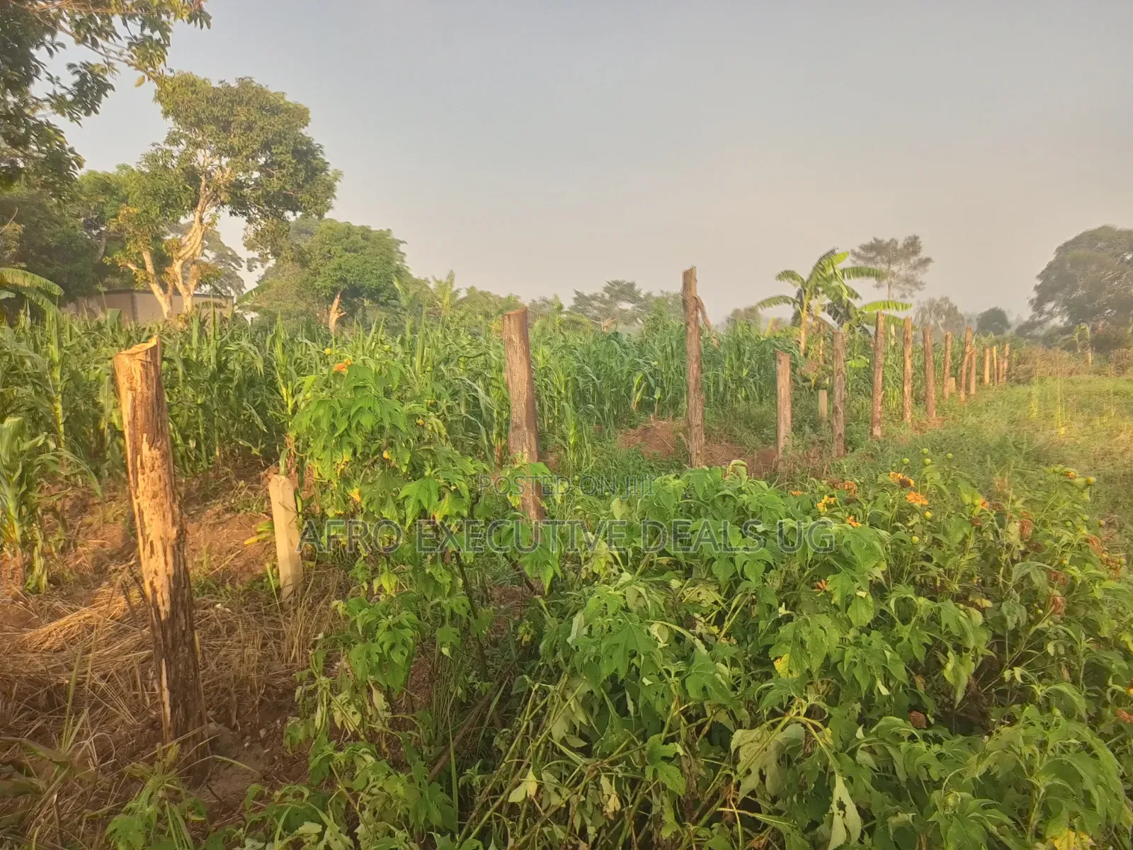 One and a Half Acres on Sale at Kasanje