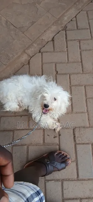6-12 months Female Purebred Maltese