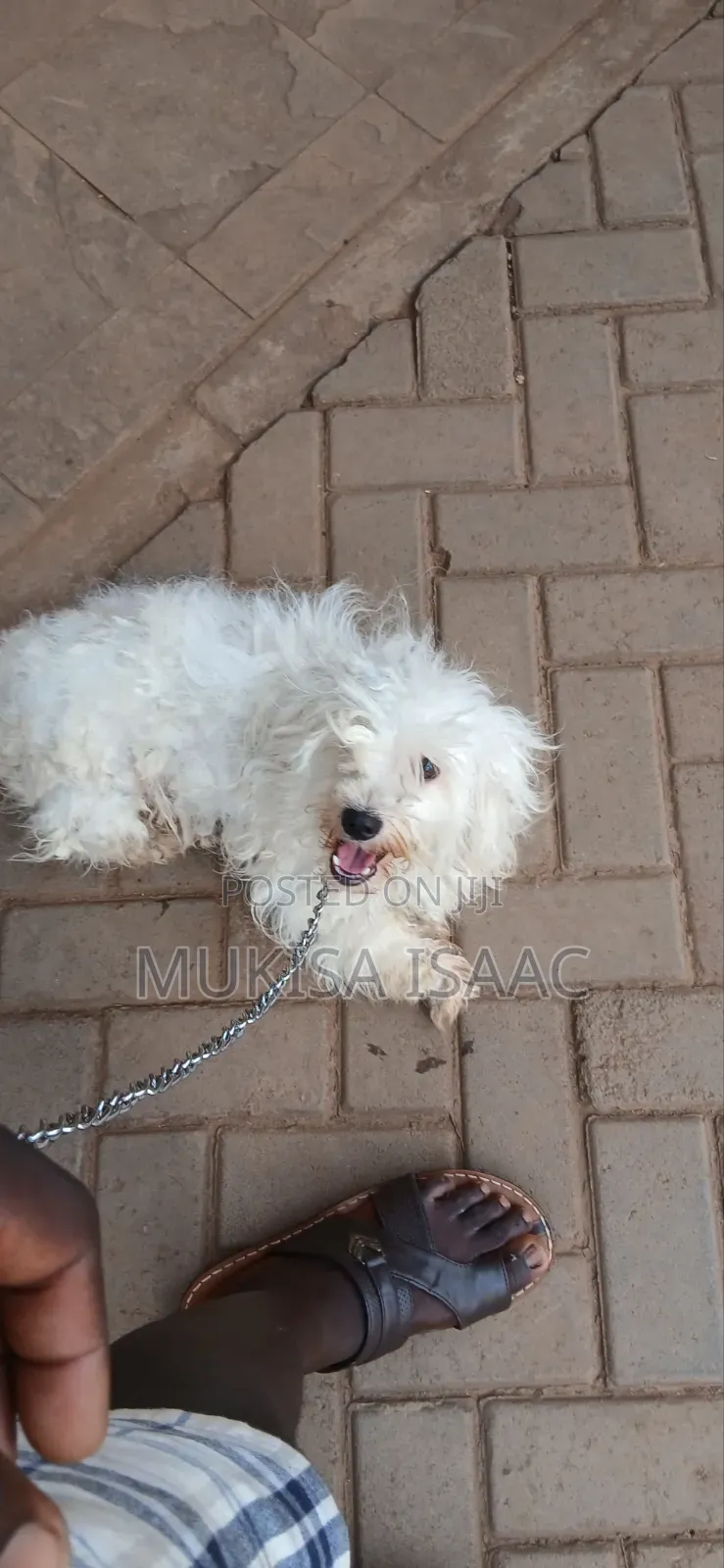 6-12 months Female Purebred Maltese