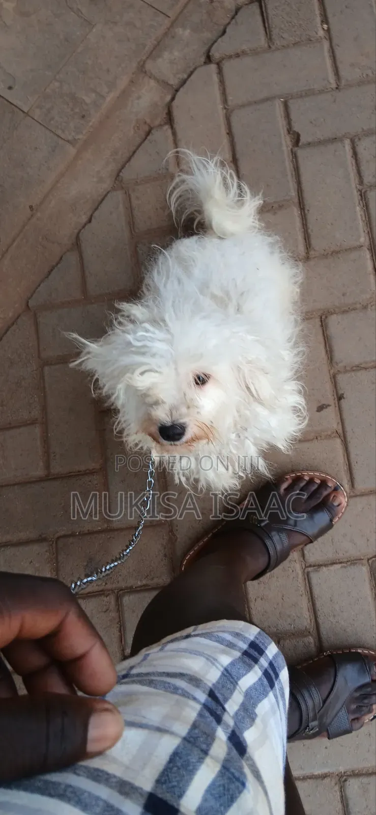 6-12 months Female Purebred Maltese