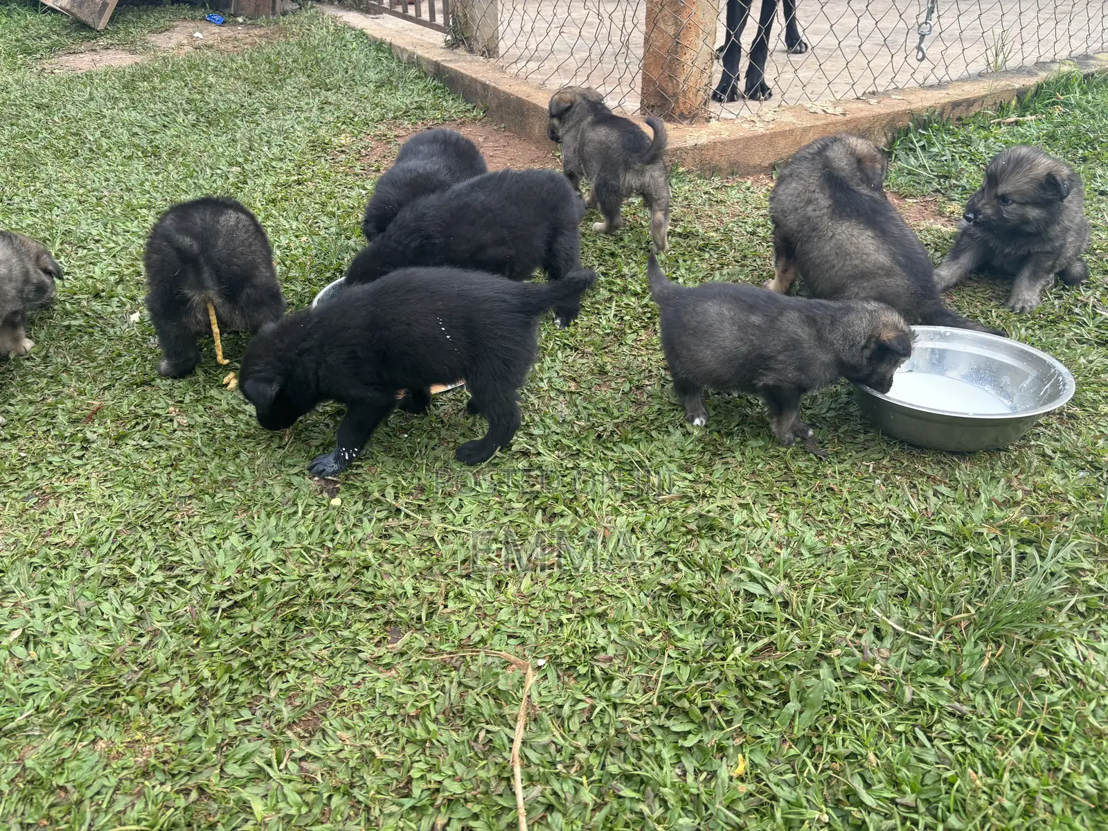 0-1 month Female Mixed Breed German Shepherd