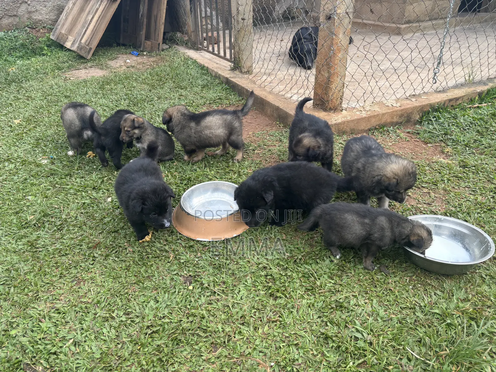 0-1 month Female Mixed Breed German Shepherd