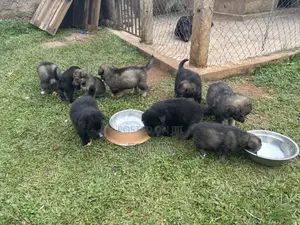 0-1 month Female Mixed Breed German Shepherd