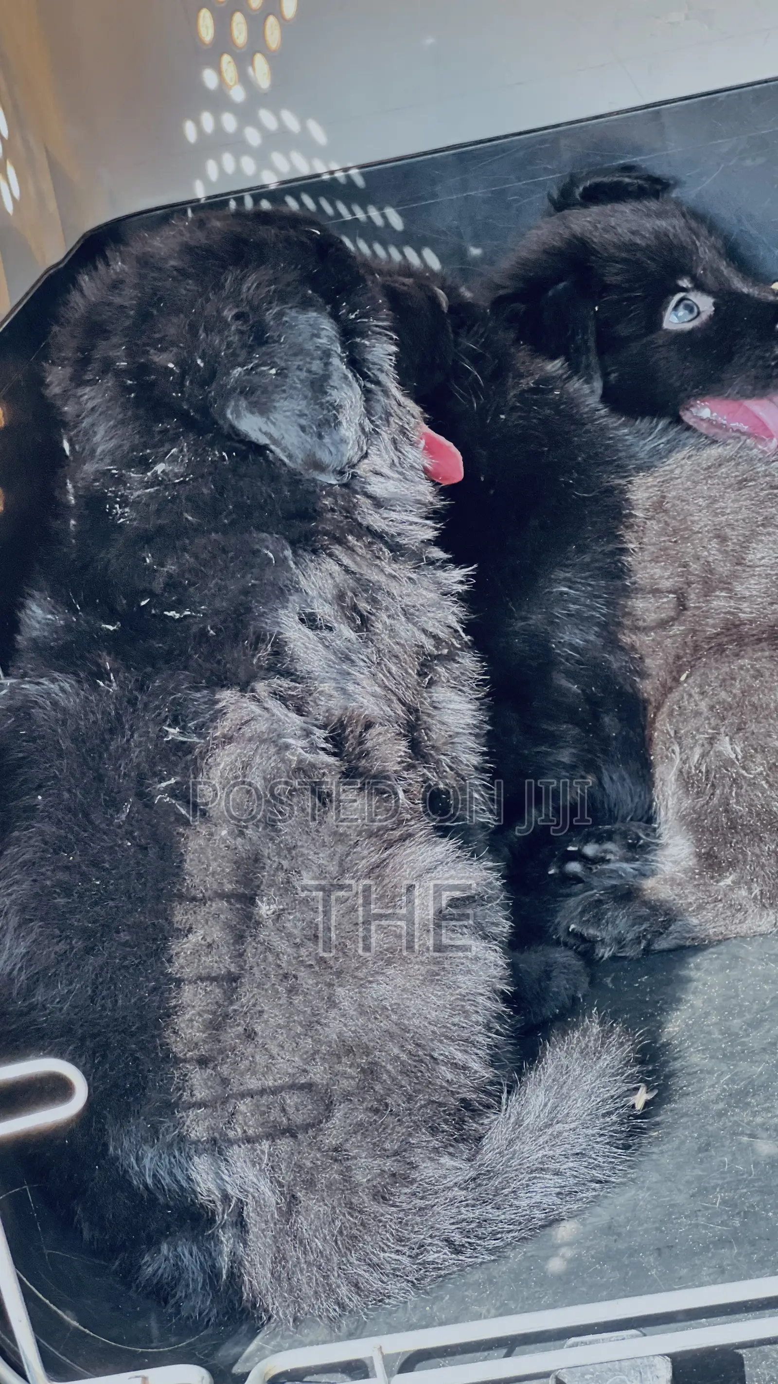 1-3 months Male Purebred German Shepherd