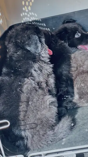 1-3 months Male Purebred German Shepherd