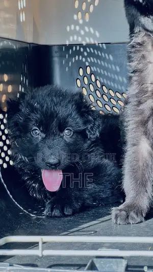 1-3 months Male Purebred German Shepherd