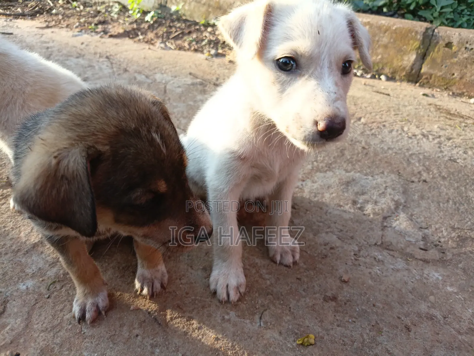 1-3 months Male Mixed Breed Dog