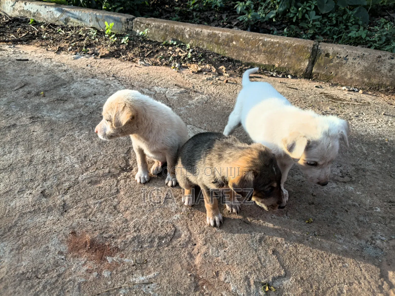1-3 months Male Mixed Breed Dog