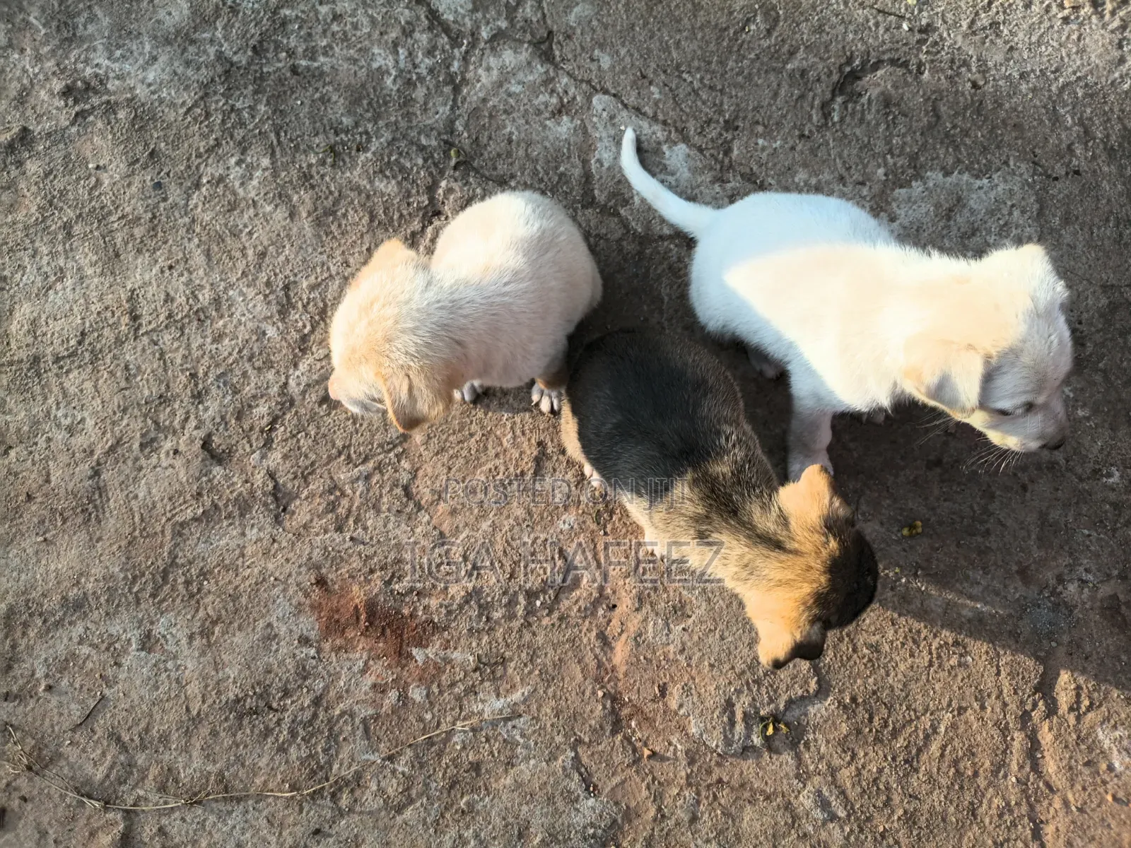 1-3 months Male Mixed Breed Dog