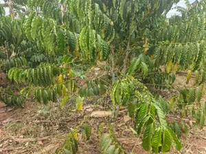 Land for Sale in Wabutungulu Zirobwe