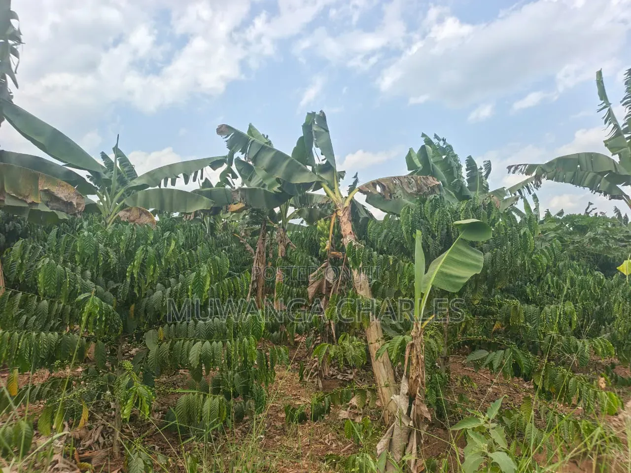 Land for Sale in Wabutungulu Zirobwe