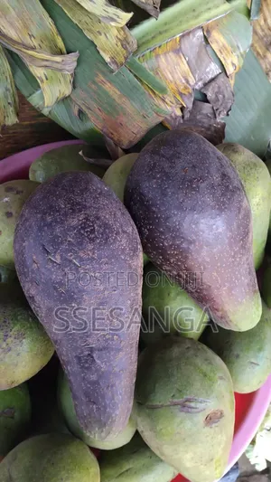 Avocado Fruit