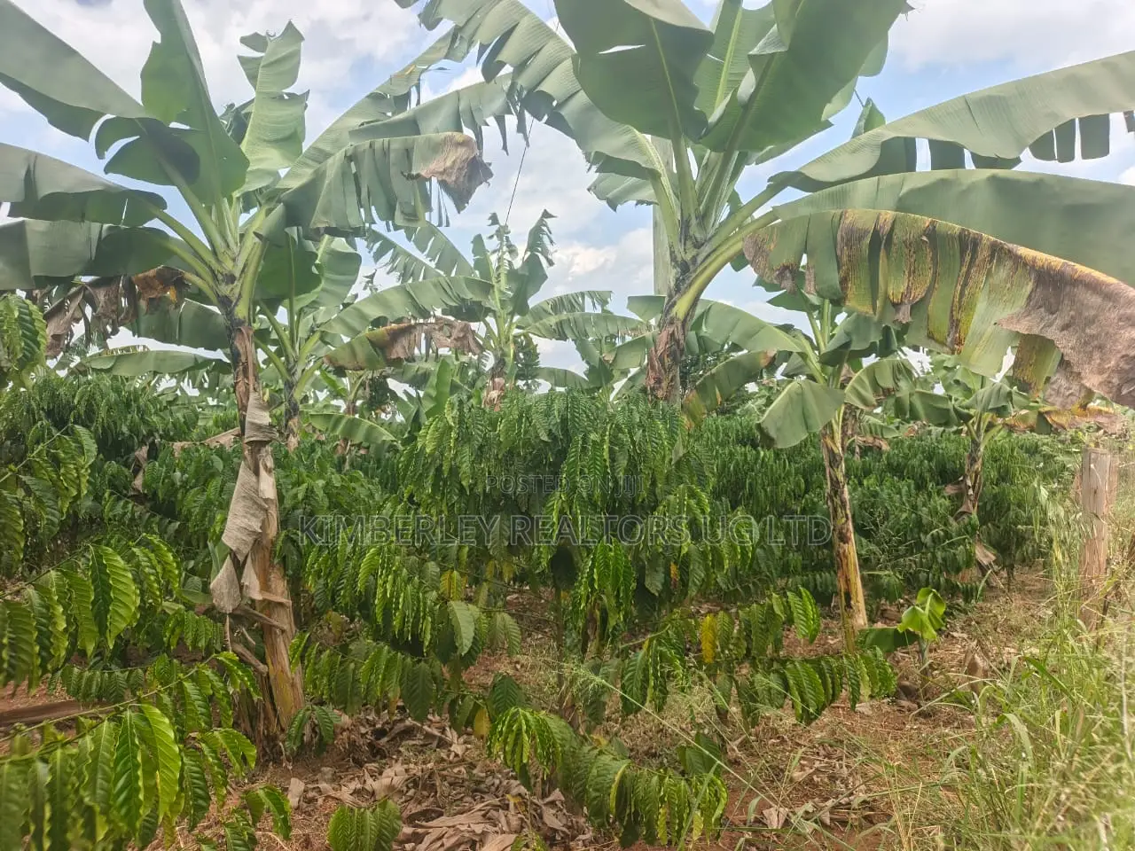 Coffee Plantation on Quick Sale – Mukono Nakifuma