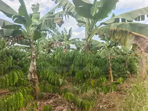 Coffee Plantation on Quick Sale – Mukono Nakifuma