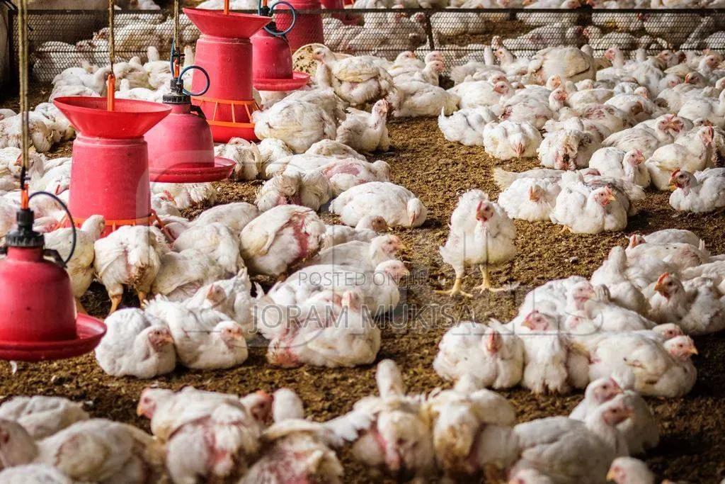 Broiler Chickens