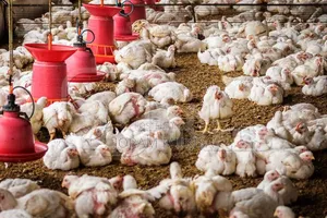 Broiler Chickens