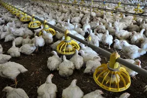 Broiler Chickens