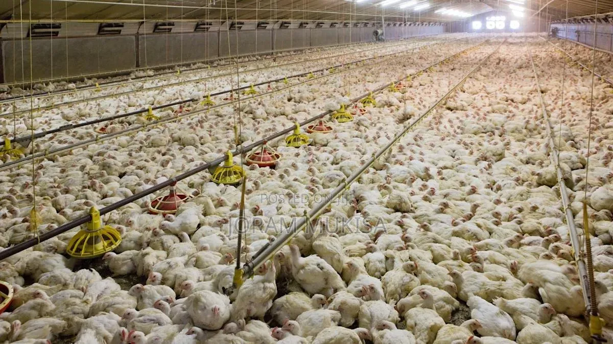 Broiler Chickens