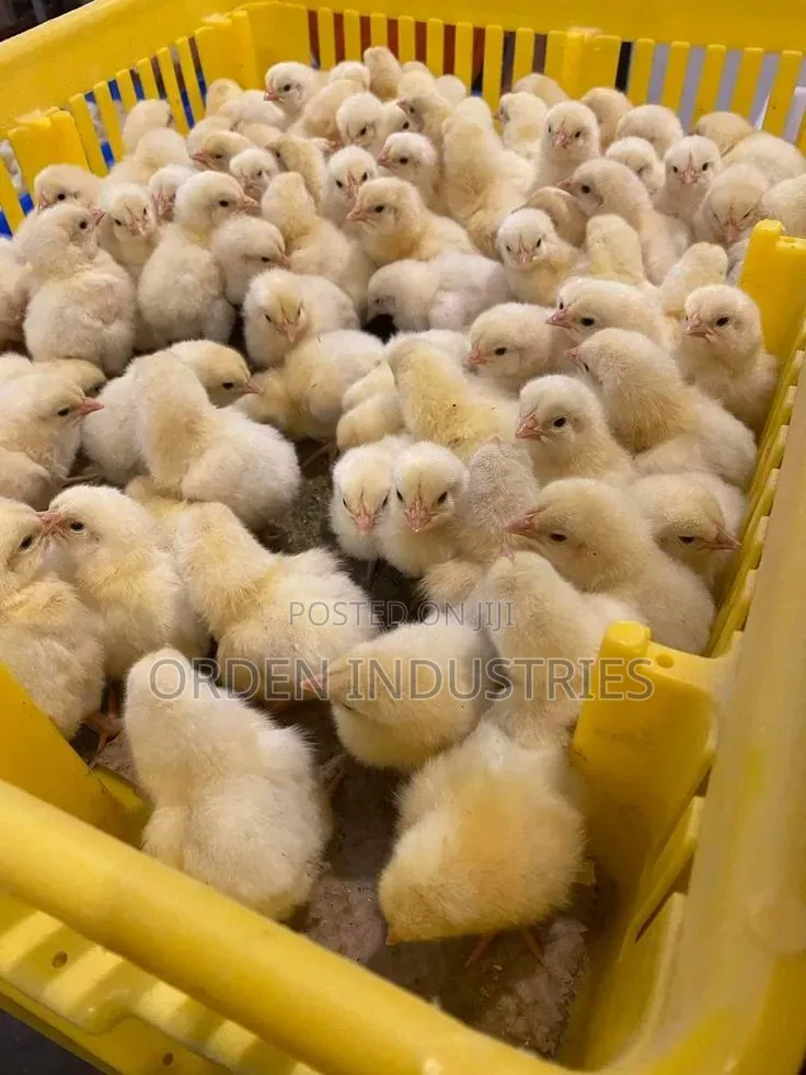 Kroilers ( Day 1 - Chicks)