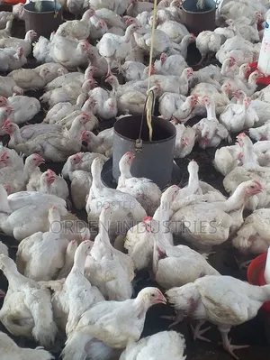 2.6 Kg Broilers- Chickens