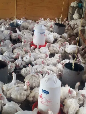 2.6 Kg Broilers- Chickens